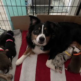 Australian Shepherd and Miniature Australian Shepherd Puppies from KMooreAussies