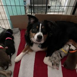 Australian Shepherd and Miniature Australian Shepherd Puppies from KMooreAussies