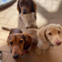 Dachshunds from Lakeside Doxies