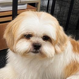 Mia - Shih Tzu