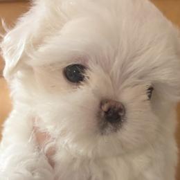 Frost - White male Maltese puppy in Orlando, Florida from Denise’s Puppies
