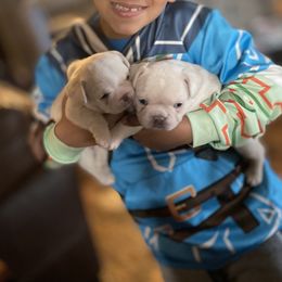 French Bulldog Puppies from Mathew Household Frenchies