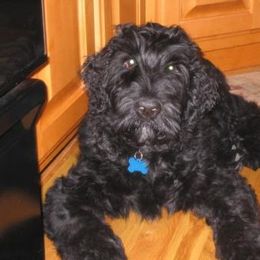 Black Russian Terrier Puppies from Over the Moon Black Russians