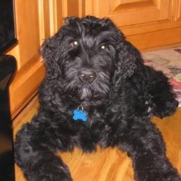 Black Russian Terrier Puppies from Over the Moon Black Russians