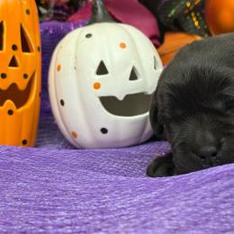 Jack-o-lantern - Black male Labrador Retriever puppy in Dixon, California from Rosslyn Labradors (Rose-Line)