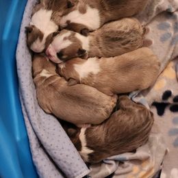 Boston Terrier and French Bulldog Puppies from Blue Skies Frenchies Florida