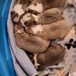 Boston Terrier and French Bulldog Puppies from Blue Skies Frenchies Florida
