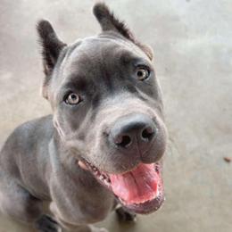 Nova (Ex: Rogue) - Gray female Cane Corso puppy in Houston, Texas from Zenith Cane Corso