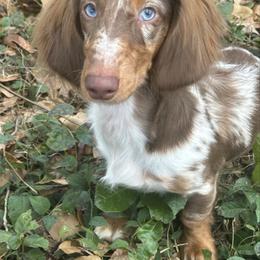 Picasso - Dapple male Dachshund puppy in Lakeland, Florida from Elite Doxies Florida