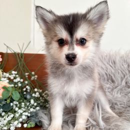 Shadow - Gray and white male Pomsky puppy in La Verne, California from Red Cedar Pomskies