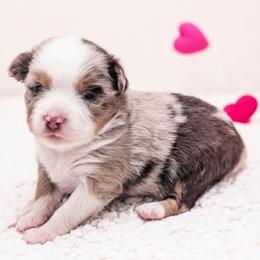 Fantasia - Red merle female Toy Australian Shepherd puppy in Mountain Home, Idaho from LJK Boxers & Toy Aussies