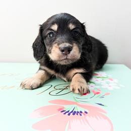 Daisy - Black and cream female Dachshund puppy in Sylvania, Alabama from Yancey’s Doxies