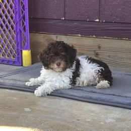 Lamborghini - Parti male Poodle puppy in Covington, Virginia from A  Gift from above kennel,  LLC