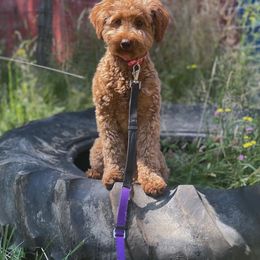 Chewy - Goldendoodle