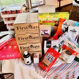 French Bulldog Puppies from Camp Fine Frenchies