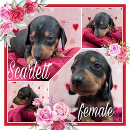 Scarlett - Black and tan female Dachshund puppy in Deckerville, Michigan from Goldie Girls Ranch Dachshunds