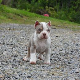 Ham - American Bully puppy in Nashville, Tennessee from SimplyBullies