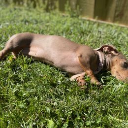 Posie - Dachshund