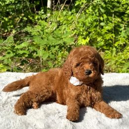 Cavapoo puppies from Northern’s Cute Cuddly Cava Poos