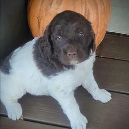 Ross - male Newfypoo puppy in South Haven, Minnesota from Hidden Haven Poodles and Doodles