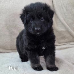Teal color Collar - Bi-color female German Shepherd puppy in Louisville, Ohio from Crooked River German Shepherds