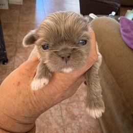 Jonny - Liver male Shih Tzu puppy in Oak Hills, California from High Desert  Shih Tzu