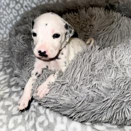 Glacier - White and black male Dalmatian puppy in Travelers Rest, South Carolina from Cotton Top