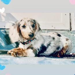 Dachshund Puppies from Meldox