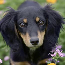 Dachshunds from Davidson Ranch Dachshunds