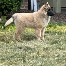 Belgian Tervuren Puppies from Hidden Gems Belgian Tervuren