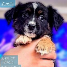 Avery - Black tri female Miniature Australian Shepherd puppy in Punta Gorda, Florida from Christie's Creekside Aussies