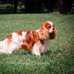 Cavalier King Charles Spaniels from Enchanting Spirit, Cavaliers
