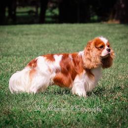 Cavalier King Charles Spaniels from Enchanting Spirit, Cavaliers