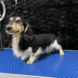 Junior - Dachshund