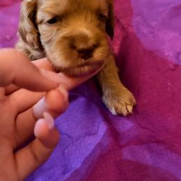 Girl 1 - Cream female Labradoodle puppy in Bakersfield, California from Shelly Lynn