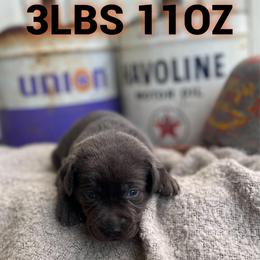 Anders - Charcoal male Dilute Retriever puppy in Puyallup, Washington from 12 Door Farm Labradors