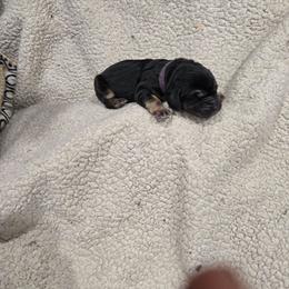 Purple Girl - Black and tan female Bloodhound puppy in Gillette, Wyoming from Whispering Winds Homestead 307