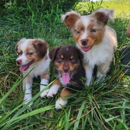 Miniature American Shepherd Puppies from Skillet Creek Farm Aussies