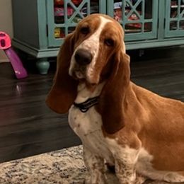 Basset Hounds from Puckett Pups