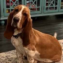 Basset Hounds from Puckett Pups