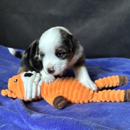Bise (Beez) - Blue merle male Miniature American Shepherd puppy in Ewing, Kentucky from Bright Hope Aussies