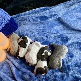 French Bulldog puppies from Delavan Sisters French Bulldogs
