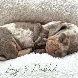 Cooper - Fawn (isabella) and tan male Dachshund puppy in Karnes County, Texas from Lazzy Z Dachshunds