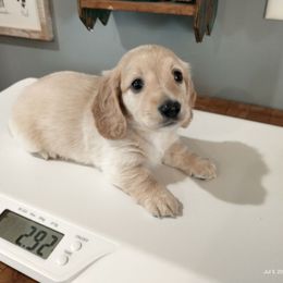 Dachshund Puppies from Weiners on a Hill