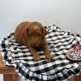 Red Collar - Red  male Goldendoodle puppy in Maryville, Missouri from Rolling Acres Doodles and Poodles