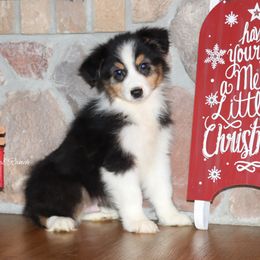 BTM5 - Black tri-color male Australian Shepherd puppy in Chehalis, Washington from Wandering Acres Ranch