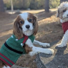 Cavapoos from Crystal Coast Cavapoodles