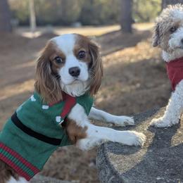 Cavapoos from Crystal Coast Cavapoodles