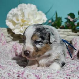 Flint - Blue merle male Australian Shepherd puppy in Placerville, California from BFF Aussies