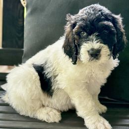 Tater - Parti male Saint Berdoodle puppy in New Bern, North Carolina from Southern Doodles of Eastern North Carolina